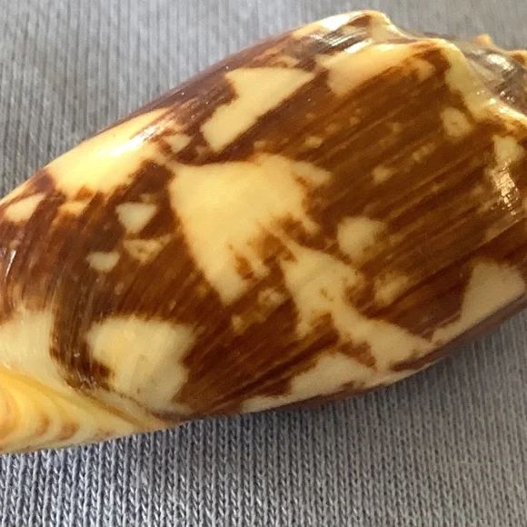 Bat Volute shell - Picture 5 of 7